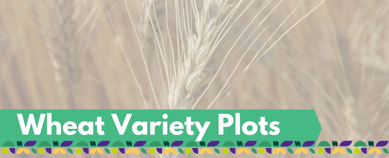 Wheat Plots Banner with Text