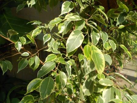 Variegated weeping fig