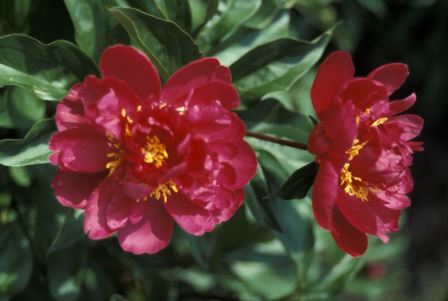 Red peony flowers