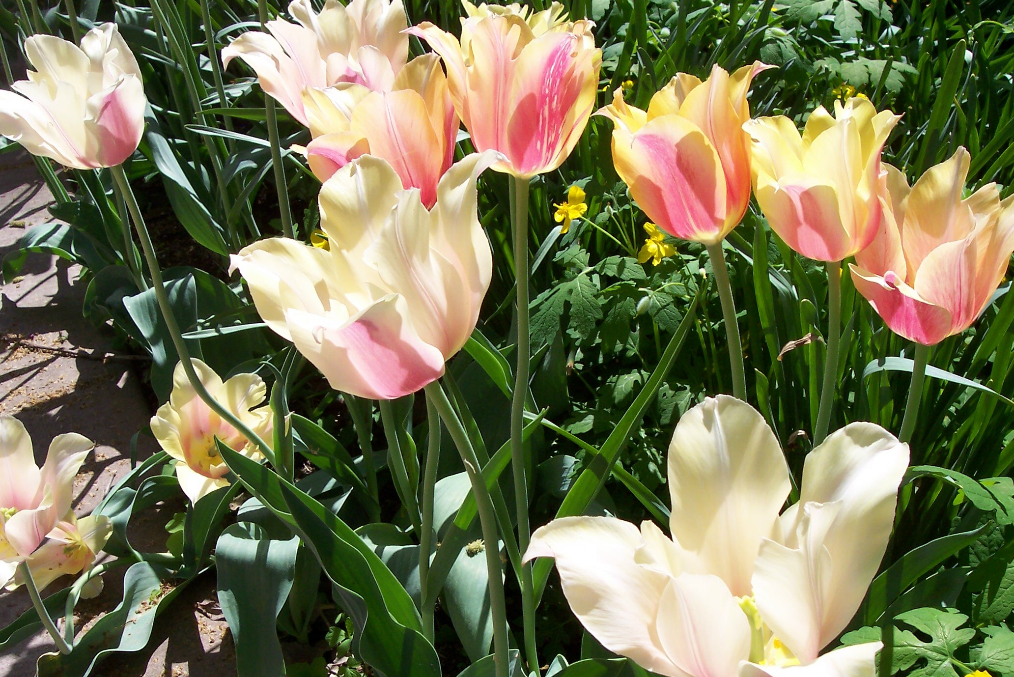 Tulip flowers