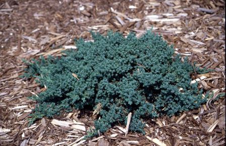Juniper plant