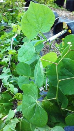 Redbud foliage